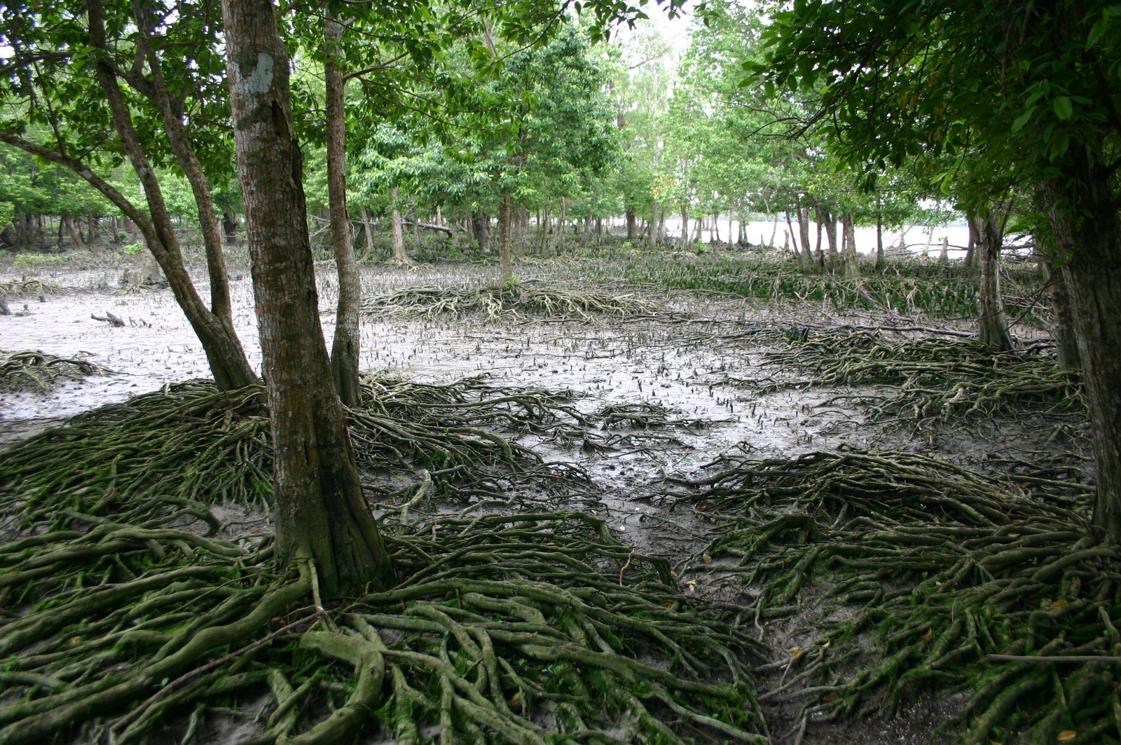 Into The Jungle: Sundarbans & Bagerhat<br><h6><small>6 days / 5 nights